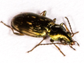 Bembidion varium